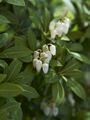 Pieris japonica Fuga Pieris japoński